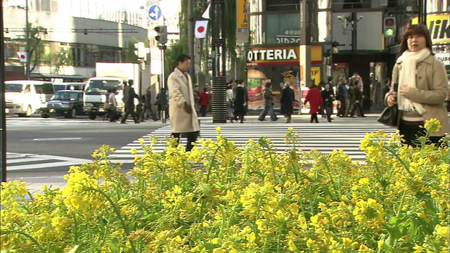 鲜花特写视频素材