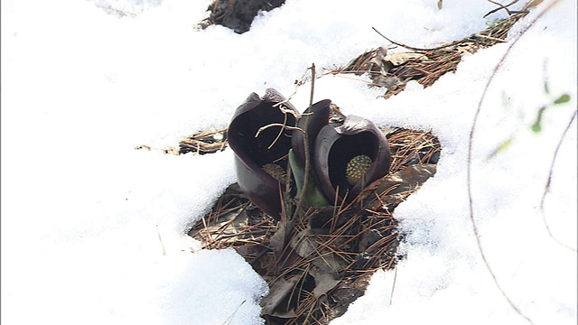 东部臭鼬卷心菜(Symplocarpus foetidus)视频素材