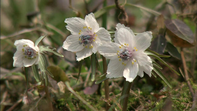 Shibateranthis pinnatifida中等射击视频素材