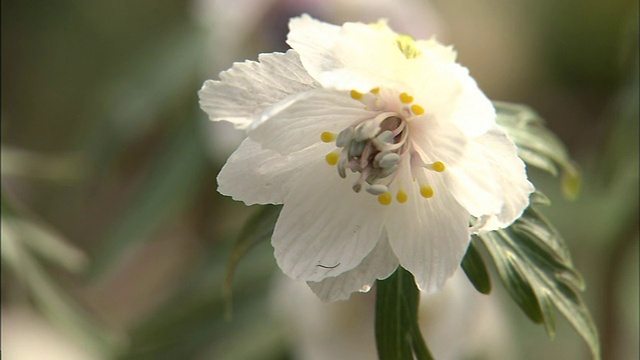 花了视频素材