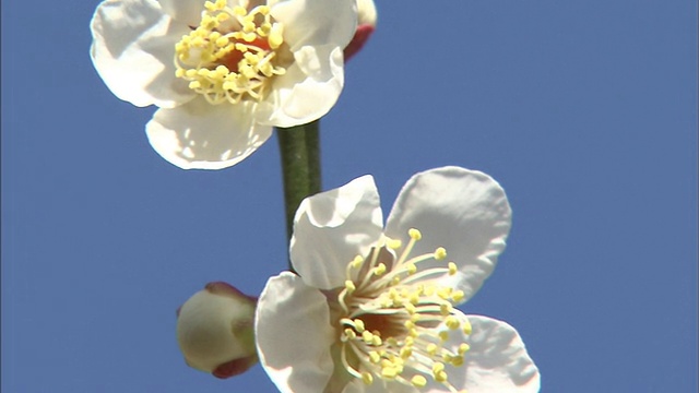 白色的李子花和蔚蓝的天空视频素材