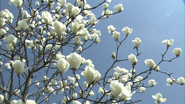 木兰花和蓝天中景视频素材