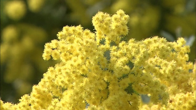 含羞草花圃的橄榄特写视频素材