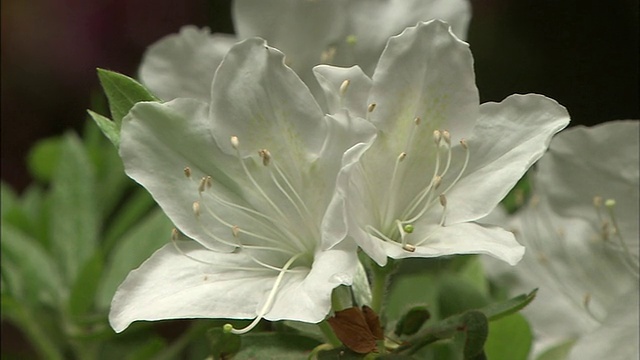 白色杜鹃花视频素材