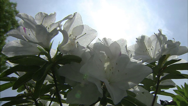 天空和白色杜鹃花视频素材