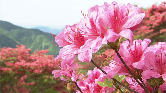 山和杜鹃花上视频素材