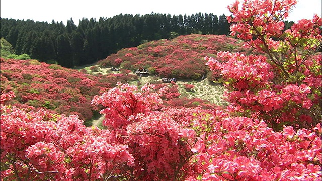 杜鹃花山长镜头视频素材