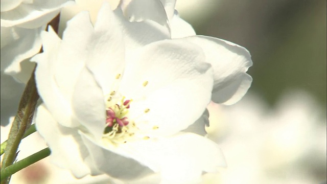 花起梨花起，蜜蜂起视频素材