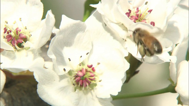 花起梨花起，蜜蜂起视频素材