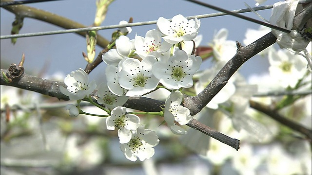 纳西梨花中枪视频素材