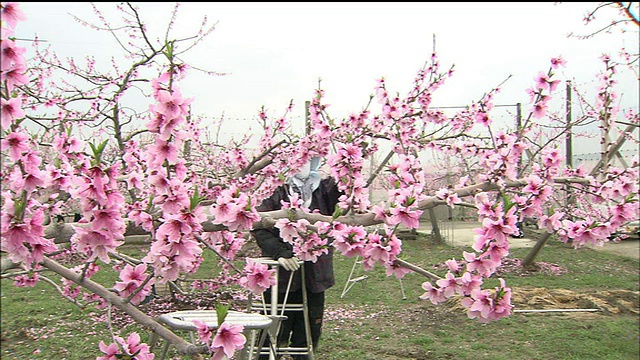 摘花操作中拍视频素材