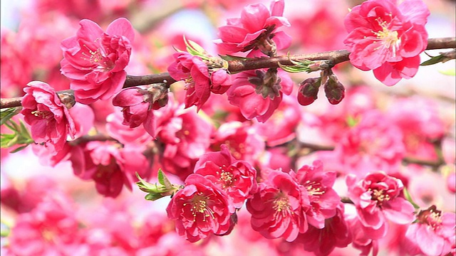 深粉色的桃花在铁海坂村倾斜视频素材