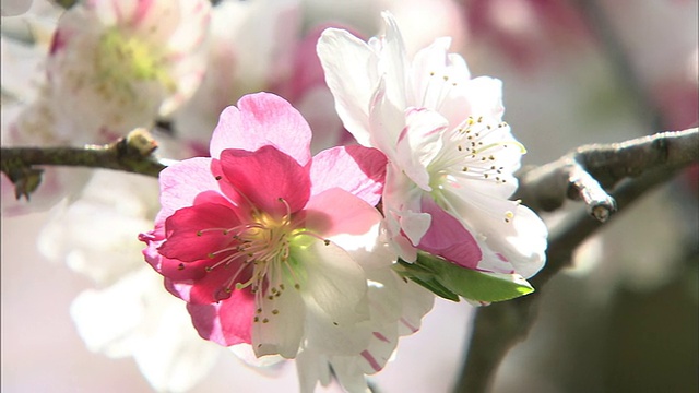 红色和白色的桃花混合而成视频素材