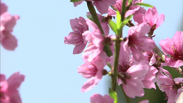 寻找蜂蜜的大蜜蜂视频素材