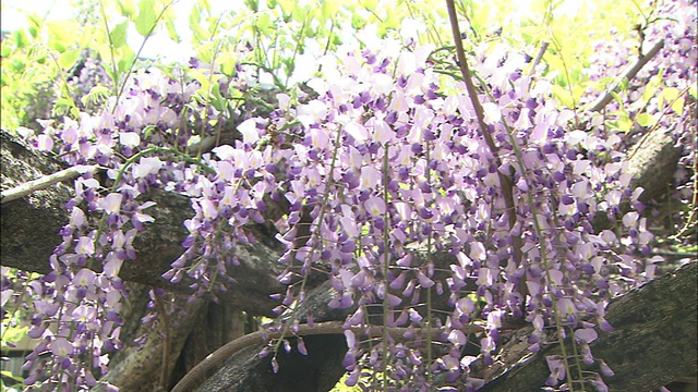 紫色的紫藤花挂在粗枝上。视频素材