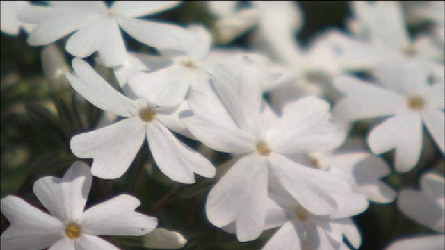 白苔夹竹桃花在明亮的阳光下绽放。视频素材