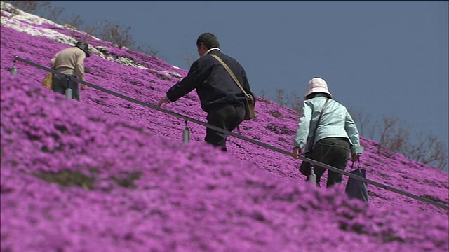 游客们爬上陡峭的山坡，山上长满了粉红色的苔藓夹竹桃。视频素材