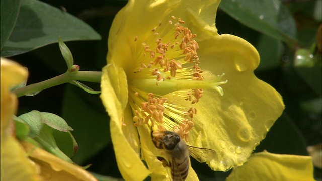 蜜蜂从亮黄色的金丝桃(Hypericum patulum)花朵上采集花蜜。视频素材