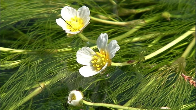 雨落在日本毛茛花上。视频素材