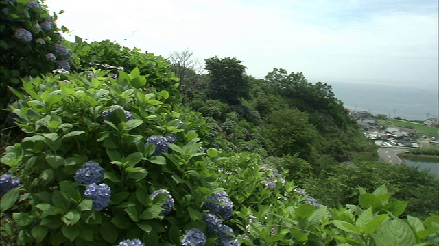 蓝色的绣球花生长在郁郁葱葱的山坡上，俯瞰着一个沿海村庄。视频素材