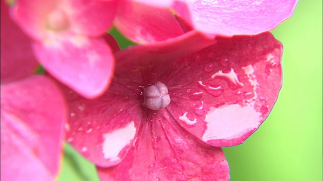 雨滴附着在粉红色的绣球花花瓣上。视频素材