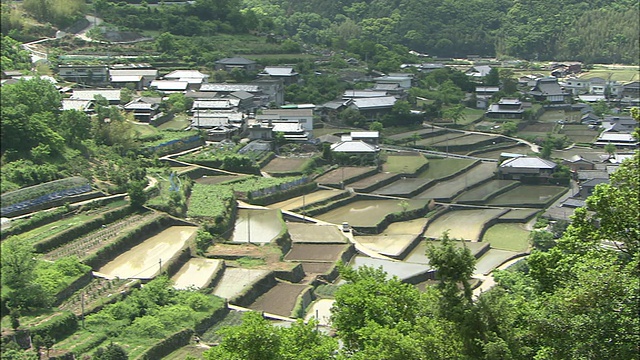 树苗在梯田内立即播种水稻后，在背光稻田中照视频素材