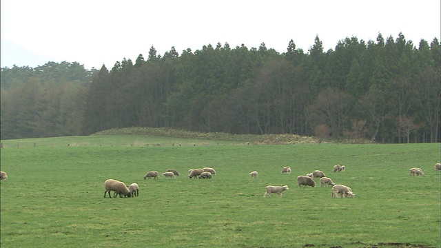 Hills:右Pan / Meadow:长镜头视频素材