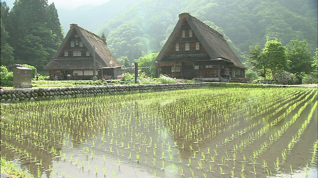 在日本的五山，陡峭的茅草屋顶俯瞰着稻田。视频素材