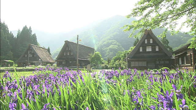 紫色的鸢尾花盛开在陡峭的茅草屋顶的村庄里。视频素材