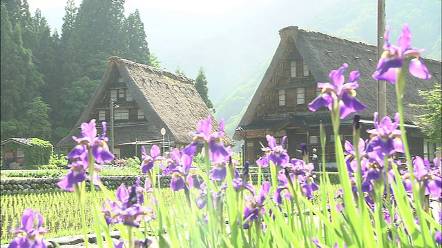 在日本的五山，紫色的鸢尾花盛开在陡峭的茅草屋顶附近。视频素材