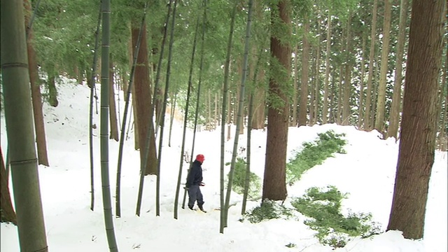 一个工人在白雪皑皑的森林里砍伐竹子来制作木炭。视频素材