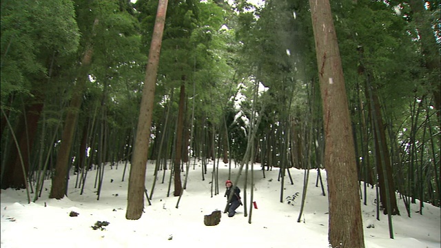 一名伐木工把一根高高的竹子插进雪里。视频素材