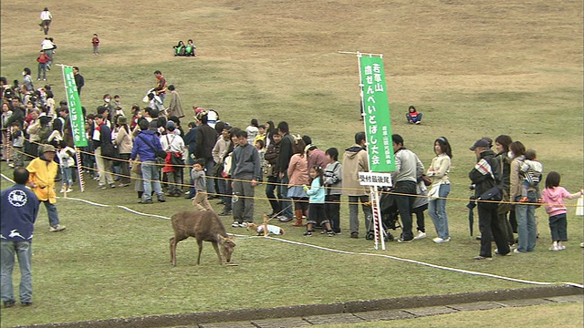 掷鹿大赛/若久草山视频素材