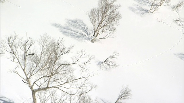 从缆车上可以看到树林里雪地上的足迹。视频素材