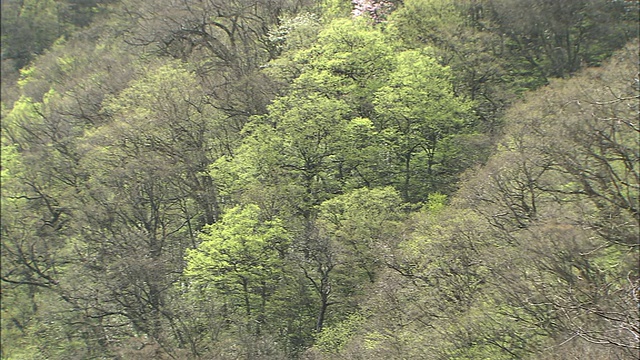 高大的橡树生长在日本岩手森林的山坡上。视频素材