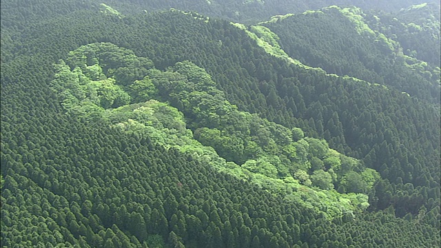 茂密的山毛榉林覆盖着日本三重的山坡。视频素材