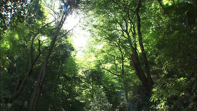 阳光透过高大的山毛榉树林，照在层层叠叠的石阶上。视频素材