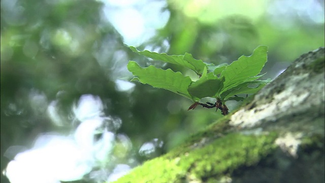 山毛榉长满苔藓的树皮上冒出了新芽。视频素材