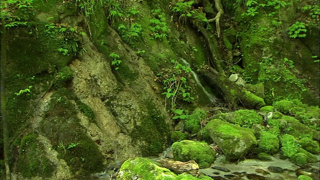 水在岩石上流动视频素材