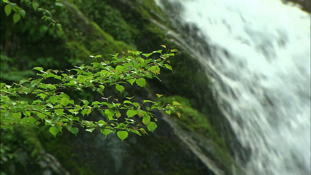 叶和流水中景视频素材