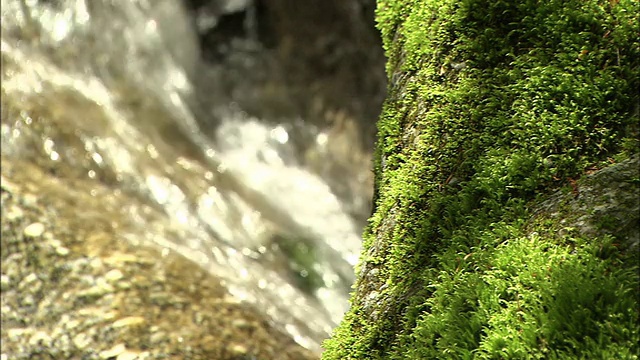 苔藓和流水的特写视频素材