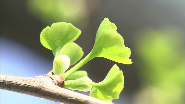 银杏(Ginkgo biloba L.)视频素材