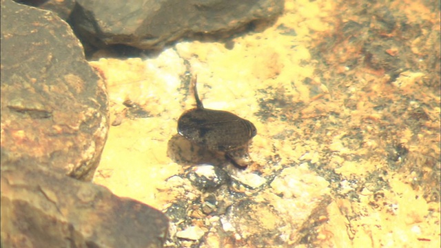 Yashagengoro(水甲虫)游近视频素材