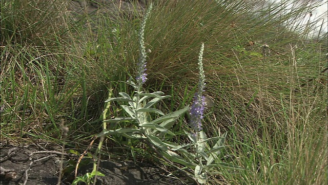 波浪倾斜下Veronica ornata MS视频素材