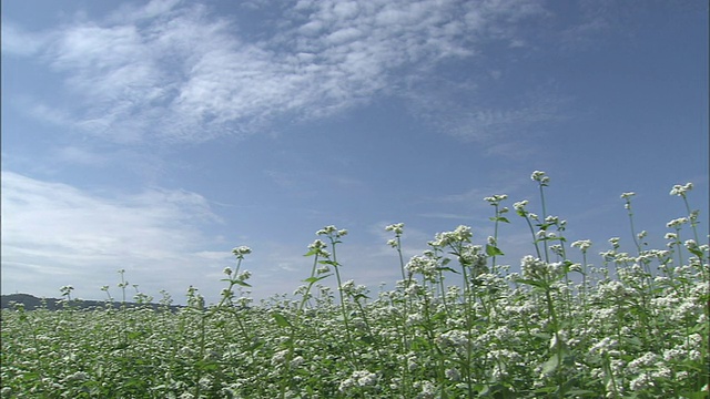 蓝天和荞麦田视频素材