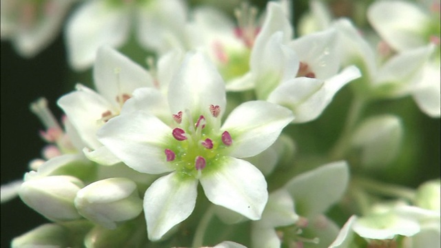 花了视频素材