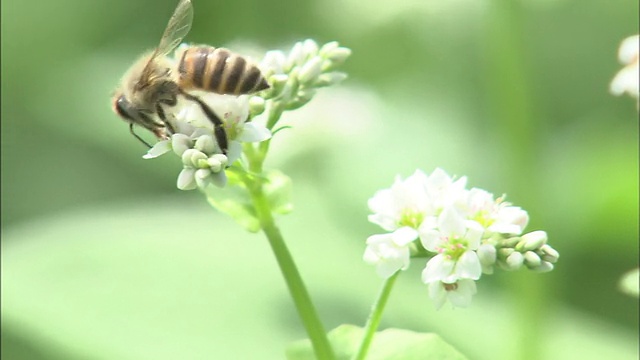 花和蜜蜂起来视频素材