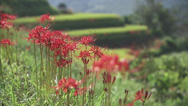 红蜘蛛，百合，梯田，稻田MS背景风景淡出，只剩下一朵花(FO)视频素材