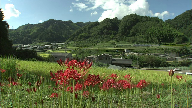 一群山花，中间夹着红蜘蛛百合视频素材