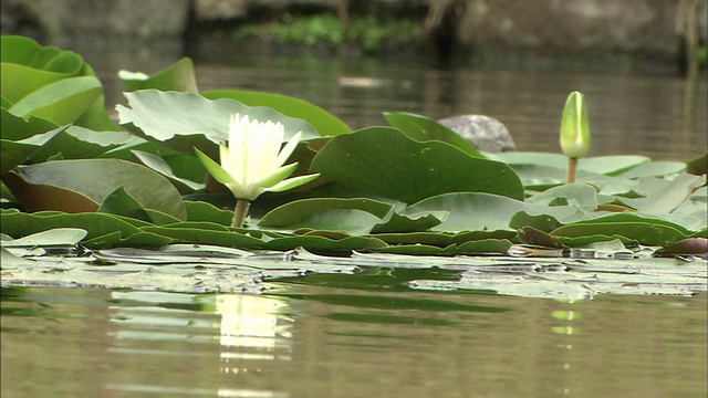 荷花漂浮在水面MS视频素材